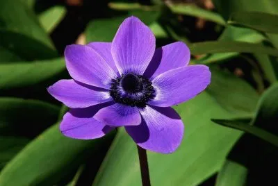 פאזל של anemone