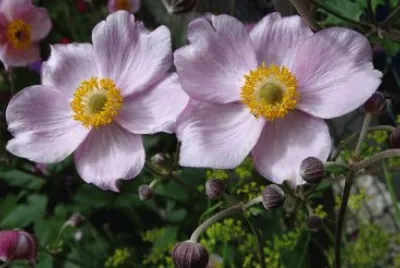 פאזל של anemone