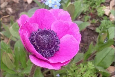 פאזל של anemone