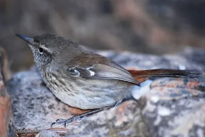 Scricciolo di brugheria schivo