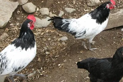 Gallina lakenvelder