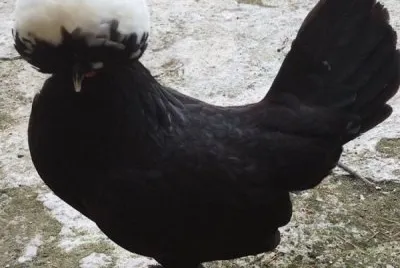 Gallina olandese con ciuffo bianco