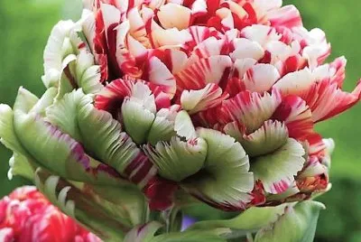 פאזל של flores