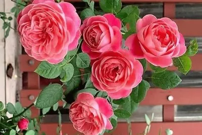 פאזל של flores
