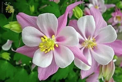 פאזל של flores