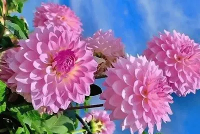 פאזל של flores