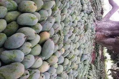 פאזל של frutas