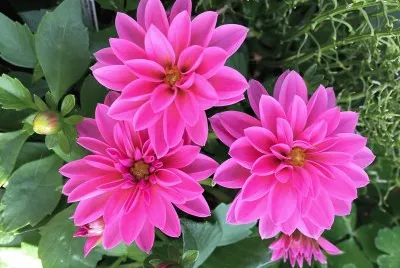 פאזל של flores