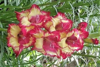 פאזל של flores