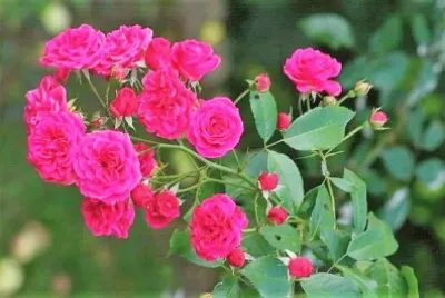 פאזל של flores