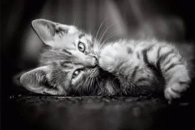 Kitty