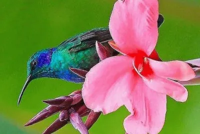 פאזל של natural