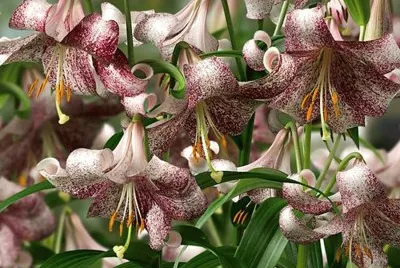 פאזל של flores