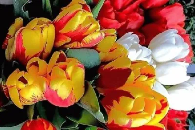פאזל של flores