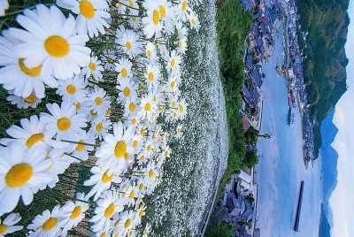 פאזל של flores