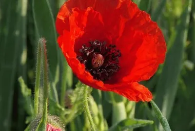 פאזל של Poppy