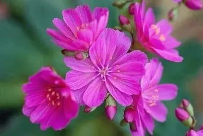 פאזל של flores