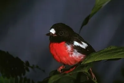 Petroica multicolor