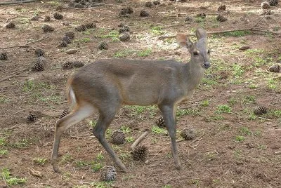 Mazama grigio