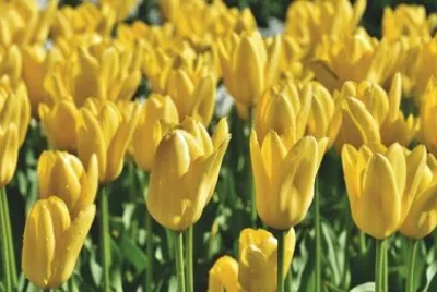 Imagem jigsaw puzzle