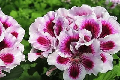 flores
