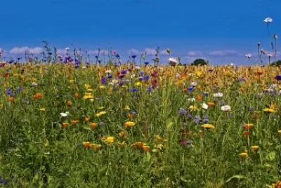 Imagem jigsaw puzzle