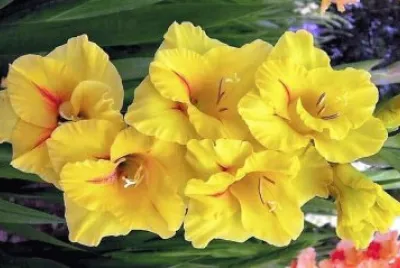 flores