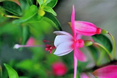flores