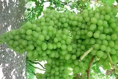 frutas