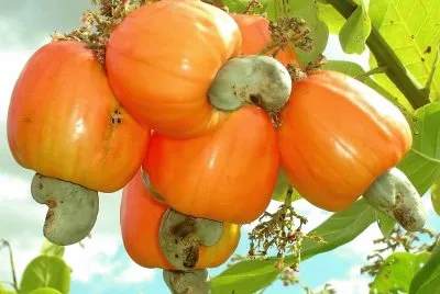 frutas