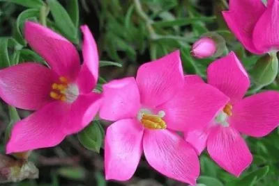 flores