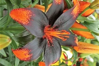 flores