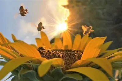flores