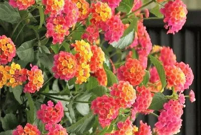 flores