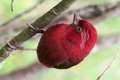 natural