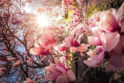 flores jigsaw puzzle