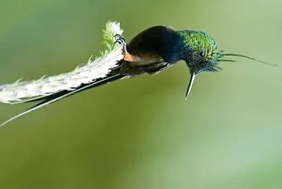 natural