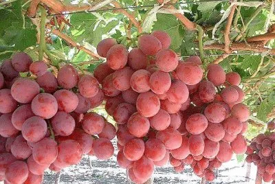 frutas