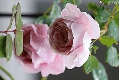 flores