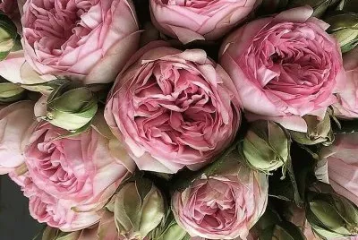 flores