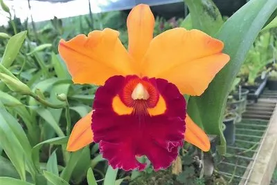 flores