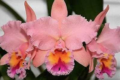 flores
