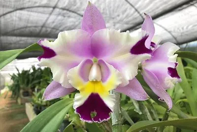 flores