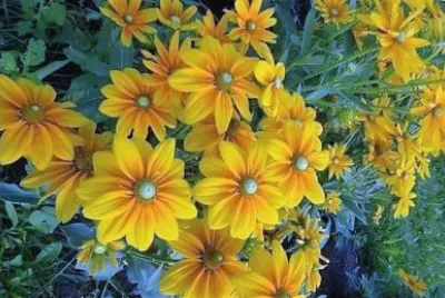 flores