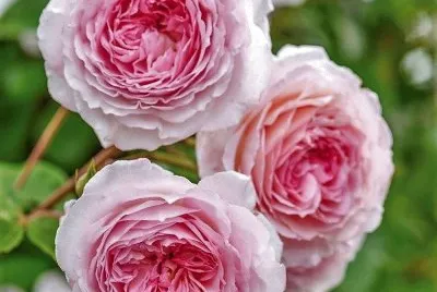 flores