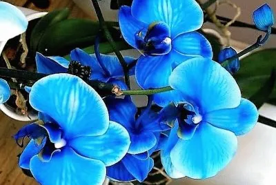 flores