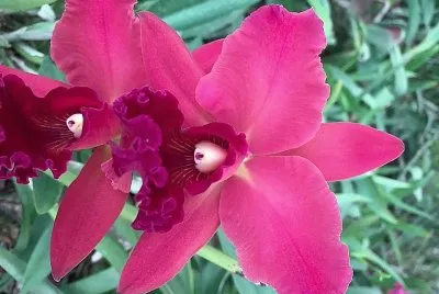flores