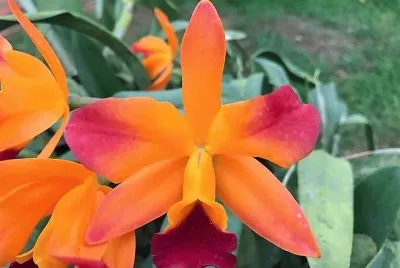 flores
