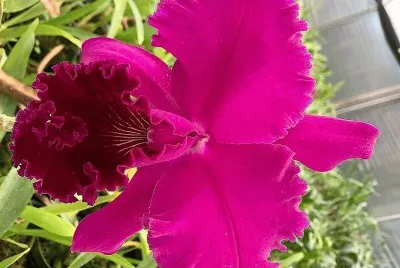 flores