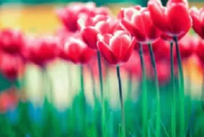 Imagem jigsaw puzzle